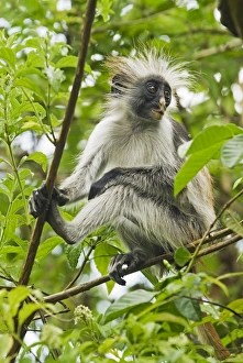 Red Colobus Monkey, Jozani Forest Reserve, Zanzibar Red Colobus Monkey, Jozani Forest Reserve, Zanzibar