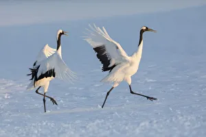 Red-crowned crane (Grus japonensis) courtship display with dancing and jumping, Hokkaido Red-crowned crane (Grus japonensis) courtship display with dancing and jumping, Hokkaido