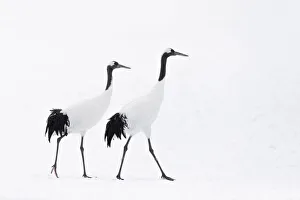 Red-crowned crane (Grus japonensis) adult pair walking in snow, Hokkaido, Japan