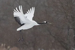 Red-crowned crane (Grus japonensis) in flight, Hokkaido,Japan, Hokkaido,Japan Red-crowned crane (Grus japonensis) in flight, Hokkaido,Japan, Hokkaido,Japan