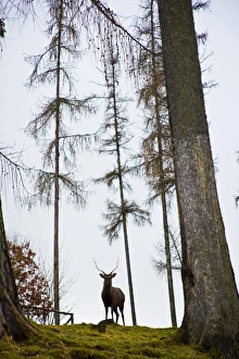 Red Deer stag in the vicinity of Marburg, Germany Red Deer stag in the vicinity of Marburg, Germany