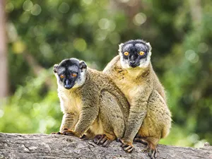 Red Fronted Brown Lemurs (Eulemur rufifrons), Madagascar Red Fronted Brown Lemurs (Eulemur rufifrons), Madagascar