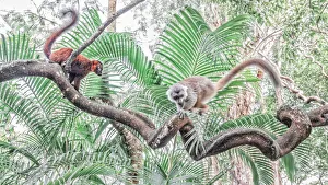 Red hybrid between eulemur macaco e Eulemur coronatus in Palmarium reserve, Madagascar Red hybrid between eulemur macaco e Eulemur coronatus in Palmarium reserve, Madagascar