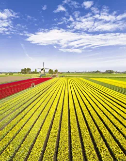 Red and yellow tulips in a multicolor tulips field near the De Kaagmolen windmill Red and yellow tulips in a multicolor tulips field near the De Kaagmolen windmill