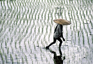 Images Dated 2008: Rice Fields Print, Bali Landscape
