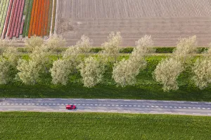 Road & tulip fields, N. Holland, Netherlands Road & tulip fields, N. Holland, Netherlands