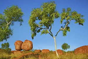 Devils Marbles Australia Prints: Rock formation at Devils Marbles with eucalyptus tree - Australia, Northern Territory