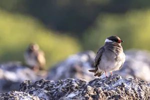 Rock Pratincole, Chobe River, Chobe National Park, Botswana Rock Pratincole, Chobe River, Chobe National Park, Botswana