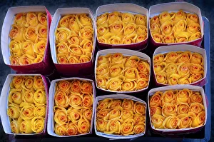 Rose Farm, Bouquets of Yellow Roses Ready For Shipment To The United States, Eucador Rose Farm, Bouquets of Yellow Roses Ready For Shipment To The United States, Eucador