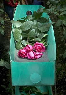 Rose Farm, Picked Red Roses Are Stacked In A Green Box, Eucador is One of The Largest Rose Farm, Picked Red Roses Are Stacked In A Green Box, Eucador is One of The Largest