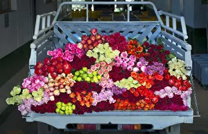 Rose Farm, Truckload of Picked Mixed Roses Ready For Shipment To The United States Rose Farm, Truckload of Picked Mixed Roses Ready For Shipment To The United States