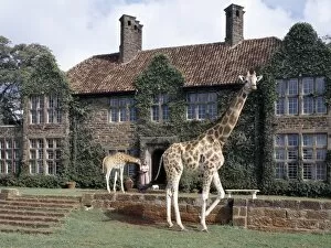 Nairobi Collection: Rothschild giraffes at The Giraffe Manor on the outskirts of Nairobi