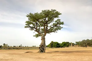 Sacred tree in Segou, Mali, West Africa Sacred tree in Segou, Mali, West Africa