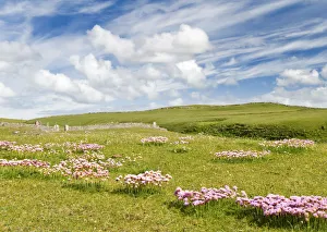 Sea pinks, Isle of Lewis, Hebrides, Scotland, UK Sea pinks, Isle of Lewis, Hebrides, Scotland, UK
