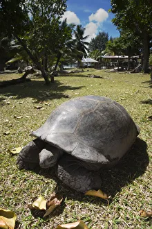 Seychelles, Curieuse Island, Giant Tortoise Farm, Aldabra Giant Tortoise, aldabrachelys Seychelles, Curieuse Island, Giant Tortoise Farm, Aldabra Giant Tortoise, aldabrachelys