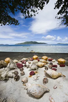 Seychelles, La Digue Island, Anse Gaulettes, seashell display Seychelles, La Digue Island, Anse Gaulettes, seashell display
