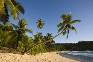 Seychelles, Mahe Island, Anse Takamaka beach, palm Seychelles, Mahe Island, Anse Takamaka beach, palm