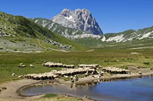 Animal Kingdom Collection: Sheeps at Lago di Pietranzoni, Corno Grande, Campo Imperatore, Gran Sasso National Park