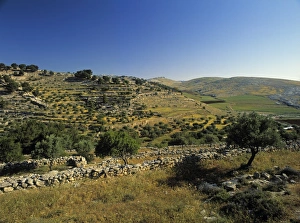 Prints of Shepherds Fields, Bethlehem, Israel Map Prints: Shepherds Fields Print, Bethlehem Landscape