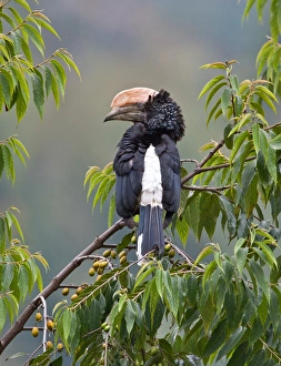 A Silvery-cheeked Hornbill in the Western Arc of the Usambara Mountains near Lushoto A Silvery-cheeked Hornbill in the Western Arc of the Usambara Mountains near Lushoto