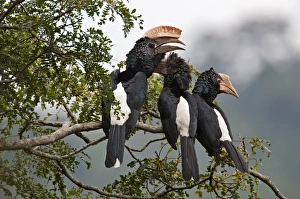 Silvery-cheeked Hornbills in the Western Arc of the Usambara Mountains near Lushoto Silvery-cheeked Hornbills in the Western Arc of the Usambara Mountains near Lushoto