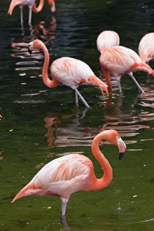 Singapore, Jurong Bird Park, Flamingoes Singapore, Jurong Bird Park, Flamingoes