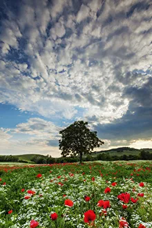 Single Tree in Wildflower Meadow, Tuscany, Italy Single Tree in Wildflower Meadow, Tuscany, Italy