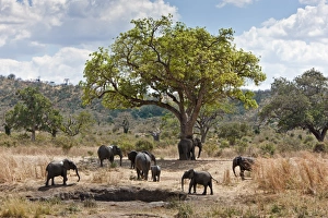 A small herd of elephants leaves a mud wallow in Ruaha National Park A small herd of elephants leaves a mud wallow in Ruaha National Park