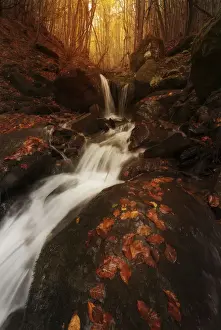 Southern Europe Forests Prints: Small water stream in fall running through the Appennines in Emilia Romagna, Italy