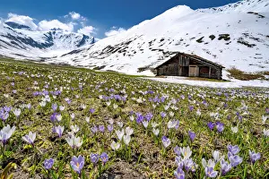 Graubunden Canton Landscape Prints: Snowcapped mountains surrounded by fields of Crocus in bloom, Juf, Avers, Viamala Region
