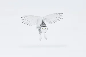 Snowy owl (Bubo scandiacus), Ontario, Canada