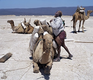 A Somali of the Issa clan loads his camels with salt at Lake Assal A Somali of the Issa clan loads his camels with salt at Lake Assal