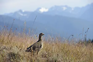 Sooty grouse, Dendragapus fuliginosus, Hurricane Ride, Olympic National Park, Clallam Sooty grouse, Dendragapus fuliginosus, Hurricane Ride, Olympic National Park, Clallam