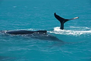 South America, Brazil, Bahia, Abrolhos, A female Humpback whale (Megaptera novaeangliae) South America, Brazil, Bahia, Abrolhos, A female Humpback whale (Megaptera novaeangliae)