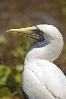South America, Brazil, Bahia, Abrolhos, a Masked Booby (Sula dactylatra) South America, Brazil, Bahia, Abrolhos, a Masked Booby (Sula dactylatra)