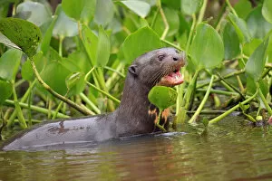 Lobito Collection: South America, Brazil, Mato Grosso, Pantanal, a giant otter