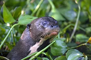 Lobito Collection: South America, Brazil, Mato Grosso, Pantanal, a giant otter