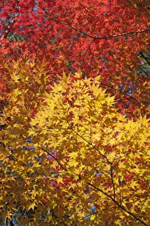 South Korea, Gyeongju, Gyeongju National Park, Autumn Leaves South Korea, Gyeongju, Gyeongju National Park, Autumn Leaves