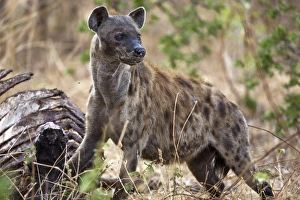 A spotted hyena in Katavi National Park A spotted hyena in Katavi National Park