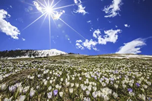 The spring sun illuminates the Crocus bloom at the foot of the top Rosetta. Rasura The spring sun illuminates the Crocus bloom at the foot of the top Rosetta. Rasura