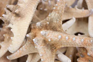 Star fish for sale, Padstow, Cornwall, England Star fish for sale, Padstow, Cornwall, England