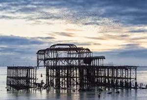 Starling murmuration above Brighton West Pier, East Sussex, England Starling murmuration above Brighton West Pier, East Sussex, England