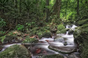 A stream flowing in Masoala primary forest, north eastern madagascar A stream flowing in Masoala primary forest, north eastern madagascar