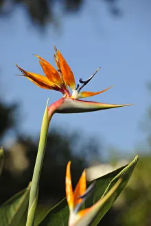 Strelitzia or Bird of Paradise. Madeira, Portugal Strelitzia or Bird of Paradise. Madeira, Portugal