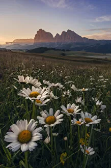 Alpe Di Siusi Collection: Summer sunrise at the Alpe di Siusi (Seiser Alm) in the Dolomites, Italy