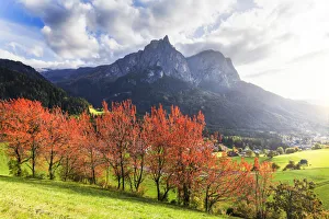 Sunlight illuminates red leafs of cherry trees. Siusi allo Sciliar, Dolomites Sunlight illuminates red leafs of cherry trees. Siusi allo Sciliar, Dolomites