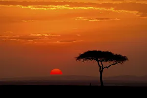 Sunrise with acacia tree, Serengeti, Tanzania, Africa Sunrise with acacia tree, Serengeti, Tanzania, Africa
