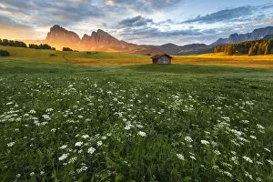 Alpi Orientali Collection: Sunrise on Alpe di Siusi / Seiser Alm with summer flowers