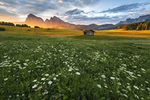 Sunrise on Alpe di Siusi/Seiser Alm with summer flowers Sunrise on Alpe di Siusi/Seiser Alm with summer flowers