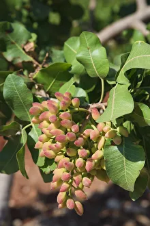 Syria, Hama, Syrian Pistachio Plantation (Pistacia vera) Syria, Hama, Syrian Pistachio Plantation (Pistacia vera)